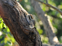 A squirrel eats chapati that is given on a wall near a tree in Siliguri, India, on December 19, 2024. (