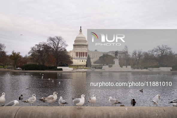 Birds are seen in the Capitol Reflecting Pool in front of the US Capitol Building in Washington DC, on December 18, 2024. The Capitol Reflec...