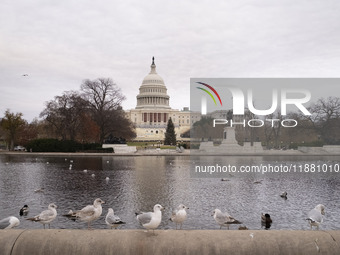 Birds are seen in the Capitol Reflecting Pool in front of the US Capitol Building in Washington DC, on December 18, 2024. The Capitol Reflec...