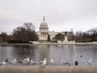 Birds are seen in the Capitol Reflecting Pool in front of the US Capitol Building in Washington DC, on December 18, 2024. The Capitol Reflec...