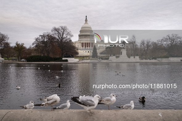 Birds are seen in the Capitol Reflecting Pool in front of the US Capitol Building in Washington DC, on December 18, 2024. The Capitol Reflec...