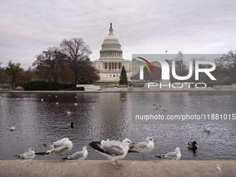 Birds are seen in the Capitol Reflecting Pool in front of the US Capitol Building in Washington DC, on December 18, 2024. The Capitol Reflec...