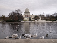 Birds are seen in the Capitol Reflecting Pool in front of the US Capitol Building in Washington DC, on December 18, 2024. The Capitol Reflec...