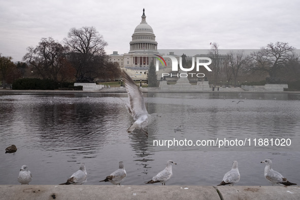 Birds are seen in the Capitol Reflecting Pool in front of the US Capitol Building in Washington DC, on December 18, 2024. The Capitol Reflec...