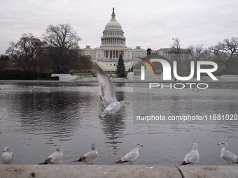 Birds are seen in the Capitol Reflecting Pool in front of the US Capitol Building in Washington DC, on December 18, 2024. The Capitol Reflec...