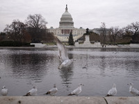 Birds are seen in the Capitol Reflecting Pool in front of the US Capitol Building in Washington DC, on December 18, 2024. The Capitol Reflec...