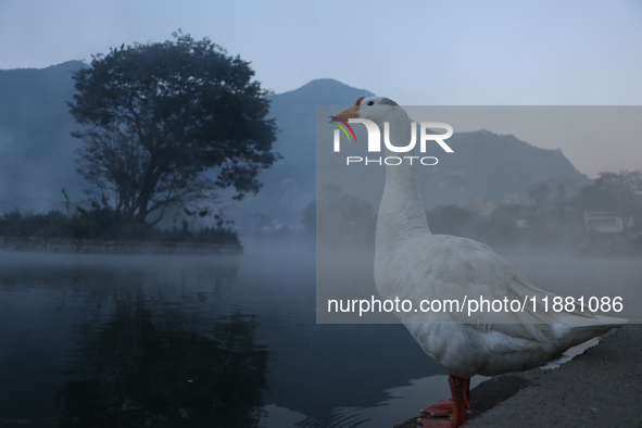 A white duck swims around at Taudaha Wetland Lake in Kirtipur, Kathmandu, Nepal, on December 19, 2024. Taudaha is a popular destination for...