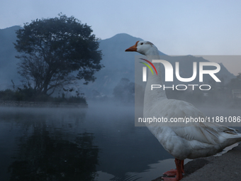 A white duck swims around at Taudaha Wetland Lake in Kirtipur, Kathmandu, Nepal, on December 19, 2024. Taudaha is a popular destination for...