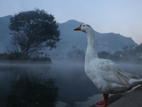 A white duck swims around at Taudaha Wetland Lake in Kirtipur, Kathmandu, Nepal, on December 19, 2024. Taudaha is a popular destination for...