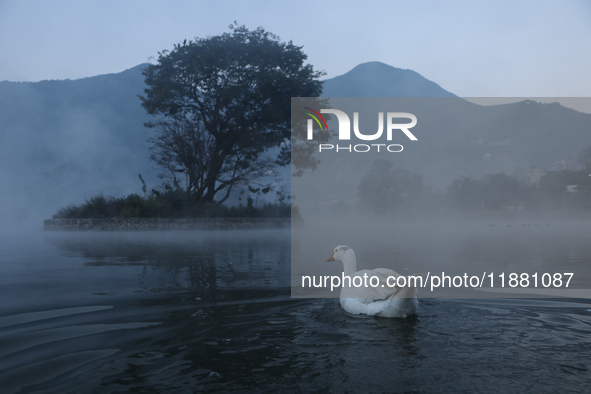 A white duck swims around at Taudaha Wetland Lake in Kirtipur, Kathmandu, Nepal, on December 19, 2024. Taudaha is a popular destination for...