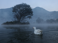 A white duck swims around at Taudaha Wetland Lake in Kirtipur, Kathmandu, Nepal, on December 19, 2024. Taudaha is a popular destination for...