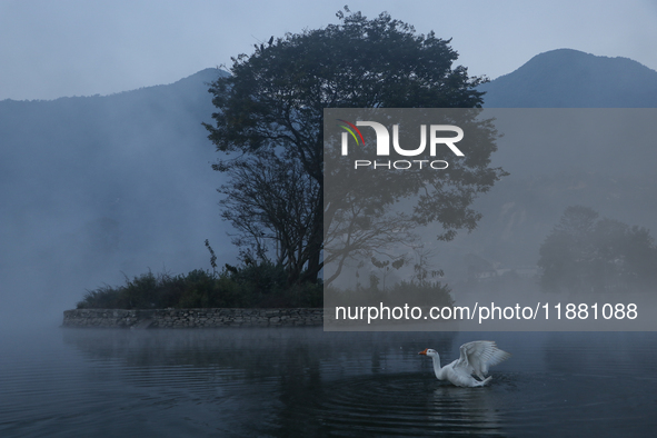 A white duck swims around at Taudaha Wetland Lake in Kirtipur, Kathmandu, Nepal, on December 19, 2024. Taudaha is a popular destination for...