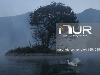 A white duck swims around at Taudaha Wetland Lake in Kirtipur, Kathmandu, Nepal, on December 19, 2024. Taudaha is a popular destination for...