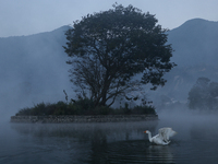 A white duck swims around at Taudaha Wetland Lake in Kirtipur, Kathmandu, Nepal, on December 19, 2024. Taudaha is a popular destination for...