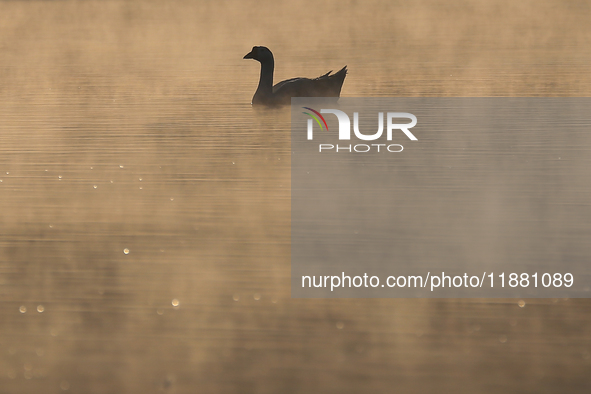 A white duck swims around at Taudaha Wetland Lake in Kirtipur, Kathmandu, Nepal, on December 19, 2024. Taudaha is a popular destination for...