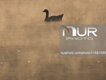 A white duck swims around at Taudaha Wetland Lake in Kirtipur, Kathmandu, Nepal, on December 19, 2024. Taudaha is a popular destination for...