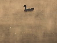 A white duck swims around at Taudaha Wetland Lake in Kirtipur, Kathmandu, Nepal, on December 19, 2024. Taudaha is a popular destination for...