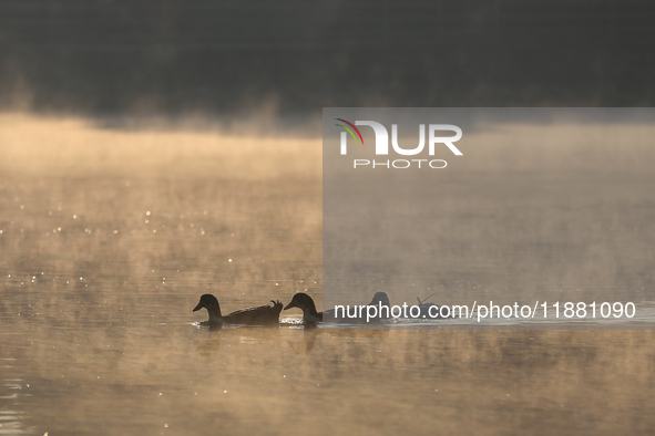 Swans swim at Taudaha Wetland Lake in Kirtipur, Kathmandu, Nepal, on December 19, 2024. Taudaha is a popular destination for birdwatchers an...