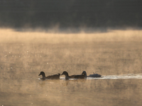 Swans swim at Taudaha Wetland Lake in Kirtipur, Kathmandu, Nepal, on December 19, 2024. Taudaha is a popular destination for birdwatchers an...