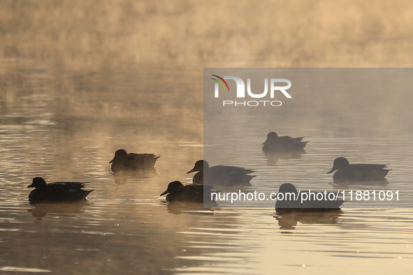 Swans swim at Taudaha Wetland Lake in Kirtipur, Kathmandu, Nepal, on December 19, 2024. Taudaha is a popular destination for birdwatchers an...