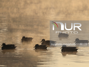 Swans swim at Taudaha Wetland Lake in Kirtipur, Kathmandu, Nepal, on December 19, 2024. Taudaha is a popular destination for birdwatchers an...