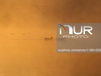 Swans swim at Taudaha Wetland Lake in Kirtipur, Kathmandu, Nepal, on December 19, 2024. Taudaha is a popular destination for birdwatchers an...