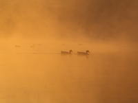 Swans swim at Taudaha Wetland Lake in Kirtipur, Kathmandu, Nepal, on December 19, 2024. Taudaha is a popular destination for birdwatchers an...