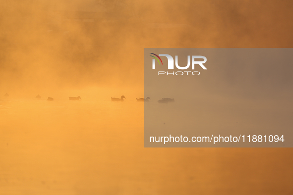 Swans swim at Taudaha Wetland Lake in Kirtipur, Kathmandu, Nepal, on December 19, 2024. Taudaha is a popular destination for birdwatchers an...