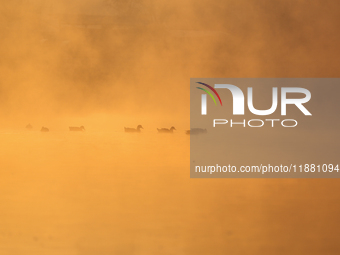 Swans swim at Taudaha Wetland Lake in Kirtipur, Kathmandu, Nepal, on December 19, 2024. Taudaha is a popular destination for birdwatchers an...