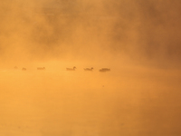 Swans swim at Taudaha Wetland Lake in Kirtipur, Kathmandu, Nepal, on December 19, 2024. Taudaha is a popular destination for birdwatchers an...