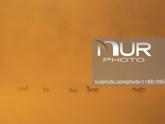 Swans swim at Taudaha Wetland Lake in Kirtipur, Kathmandu, Nepal, on December 19, 2024. Taudaha is a popular destination for birdwatchers an...