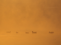 Swans swim at Taudaha Wetland Lake in Kirtipur, Kathmandu, Nepal, on December 19, 2024. Taudaha is a popular destination for birdwatchers an...