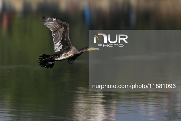 A Great Cormorant takes flight in the outskirts of Kathmandu, Nepal, on December 19, 2024. 