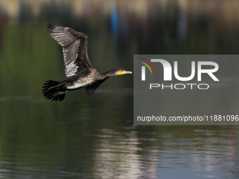 A Great Cormorant takes flight in the outskirts of Kathmandu, Nepal, on December 19, 2024. (