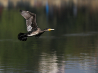 A Great Cormorant takes flight in the outskirts of Kathmandu, Nepal, on December 19, 2024. (