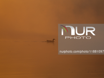 Swans swim at Taudaha Wetland Lake in Kirtipur, Kathmandu, Nepal, on December 19, 2024. Taudaha is a popular destination for birdwatchers an...