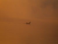 Swans swim at Taudaha Wetland Lake in Kirtipur, Kathmandu, Nepal, on December 19, 2024. Taudaha is a popular destination for birdwatchers an...