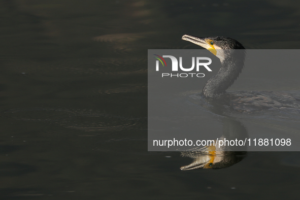 A Great Cormorant swims at Taudaha Lake, a wetland area on the outskirts of Kathmandu, Nepal, on December 19, 2024, as it hunts for its prey...