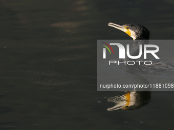 A Great Cormorant swims at Taudaha Lake, a wetland area on the outskirts of Kathmandu, Nepal, on December 19, 2024, as it hunts for its prey...