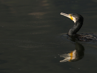 A Great Cormorant swims at Taudaha Lake, a wetland area on the outskirts of Kathmandu, Nepal, on December 19, 2024, as it hunts for its prey...