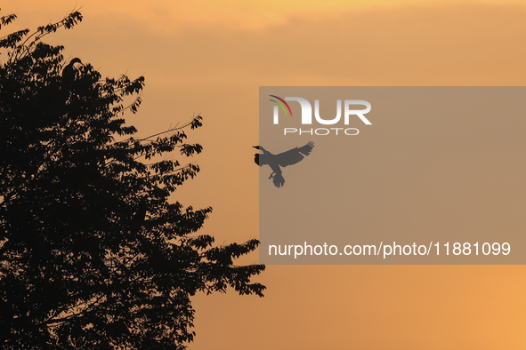 A Great Cormorant takes flight in the sky in Kathmandu, Nepal, on December 19, 2024. A cosmopolitan and adaptable species, Cormorants are se...