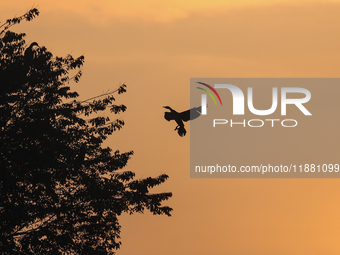 A Great Cormorant takes flight in the sky in Kathmandu, Nepal, on December 19, 2024. A cosmopolitan and adaptable species, Cormorants are se...