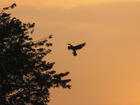 A Great Cormorant takes flight in the sky in Kathmandu, Nepal, on December 19, 2024. A cosmopolitan and adaptable species, Cormorants are se...