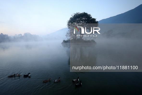 Ducks swim in the Taudaha, a natural wetland on the outskirts of Kathmandu, Nepal, on December 19, 2024. 