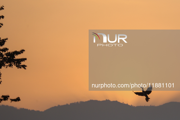 A Great Cormorant takes flight in the sky in Kathmandu, Nepal, on December 19, 2024. A cosmopolitan and adaptable species, Cormorants are se...