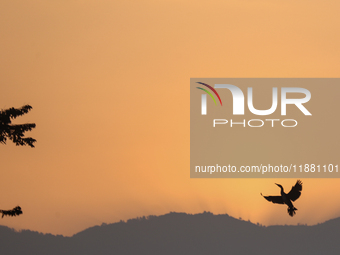 A Great Cormorant takes flight in the sky in Kathmandu, Nepal, on December 19, 2024. A cosmopolitan and adaptable species, Cormorants are se...