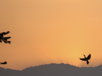 A Great Cormorant takes flight in the sky in Kathmandu, Nepal, on December 19, 2024. A cosmopolitan and adaptable species, Cormorants are se...