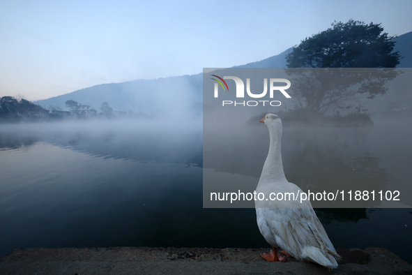 A domestic goose stands on the edge of Taudaha wetland in the outskirts of Kathmandu, Nepal, on December 19, 2024. 