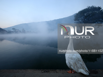 A domestic goose stands on the edge of Taudaha wetland in the outskirts of Kathmandu, Nepal, on December 19, 2024. (