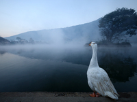 A domestic goose stands on the edge of Taudaha wetland in the outskirts of Kathmandu, Nepal, on December 19, 2024. (